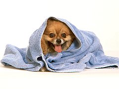 After the Bath, Pomeranian
